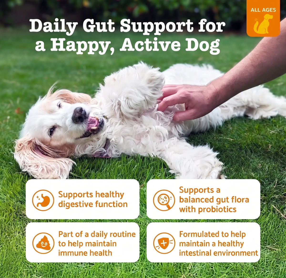 Canine Probiotic Chewables - Nutritional Supplement with Multivitamins and Fructooligosaccharide, Chicken Flavor, 6.35 Oz (180G), 90 Soft Chews for Intestinal Flora Balance and Daily Wellness for All Ages, Sohochic